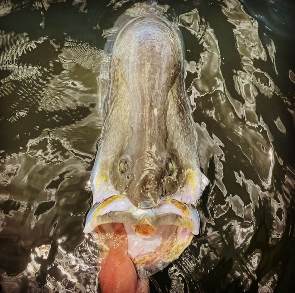 ICONIC FACE OF THE BARRA. Bite Me Lures.