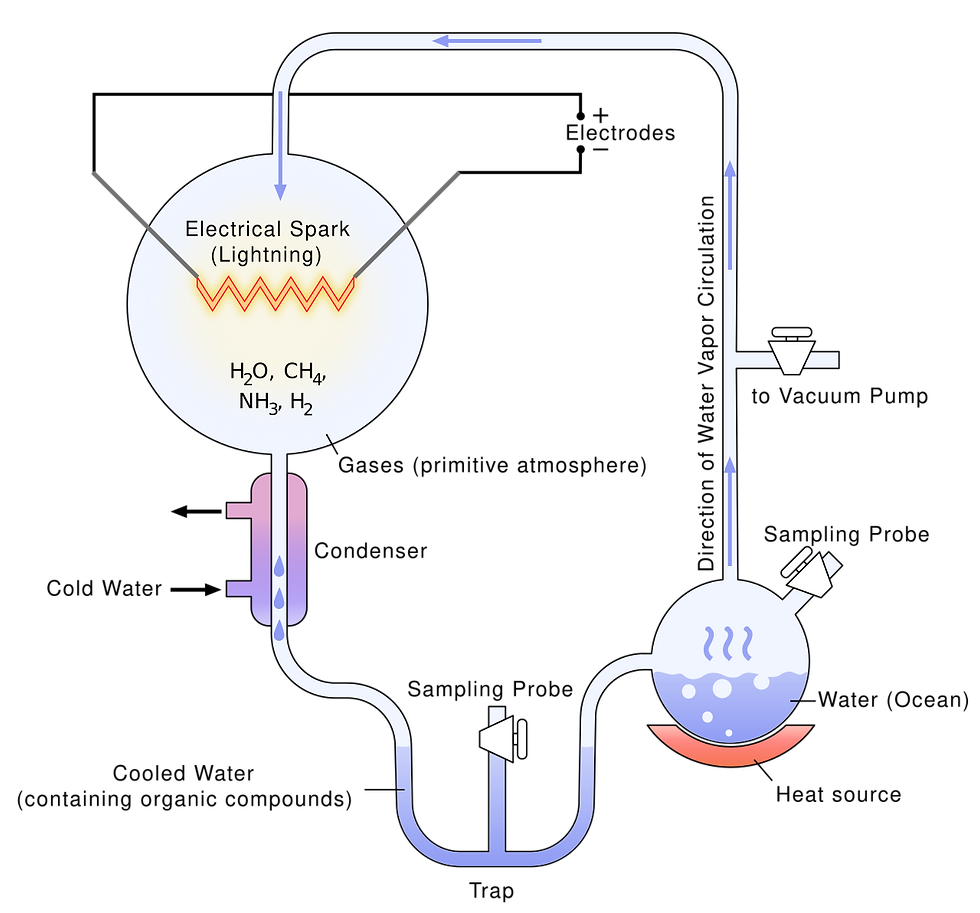 Diagram of the Miller-Urey setup: gases (methane, ammonia, hydrogen, water vapour) exposed to electric discharge — mimicking lightning in the early atmosphere. The Miller–Urey apparatus simulated early Earth conditions by circulating a mixture of simple gases—methane (CH₄), ammonia (NH₃), hydrogen (H₂), and water vapour (H₂O)—through a closed system. Electrical sparks, representing lightning, provided energy to drive chemical reactions. As the gases cycled through heated and cooled chambers, organic molecules began to form. After several days, the once-clear solution in the collection trap turned pink and later deep red, containing amino acids such as glycine and alanine. This demonstrated that biologically relevant molecules could arise spontaneously from inorganic components under plausible prebiotic conditions, supporting the idea that life’s building blocks can form naturally.