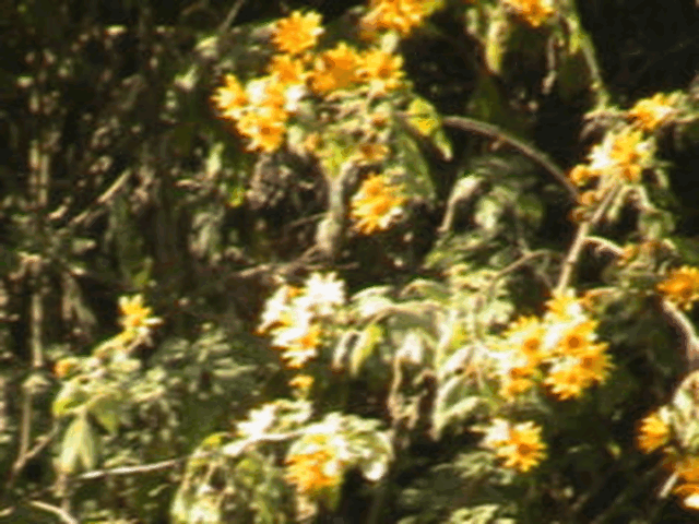 gif 5.gif