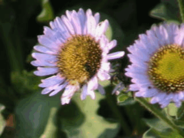 gif 9.gif