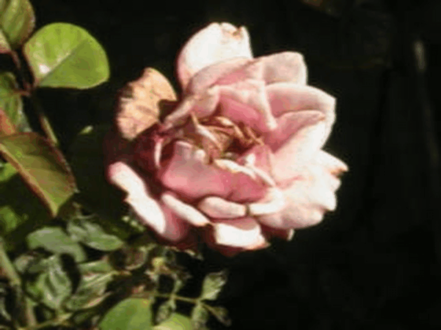 gif 10.gif