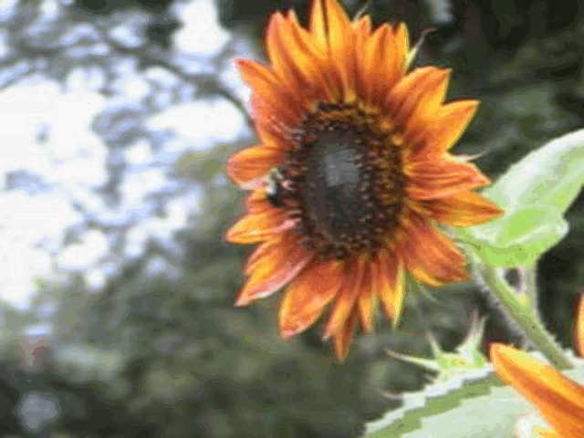 gif 2.gif