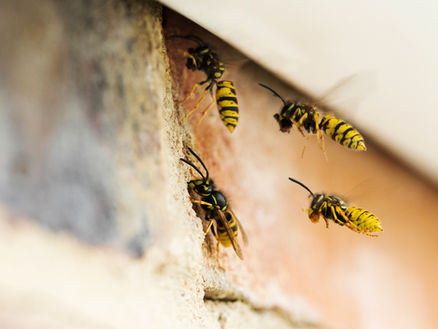 Wespen