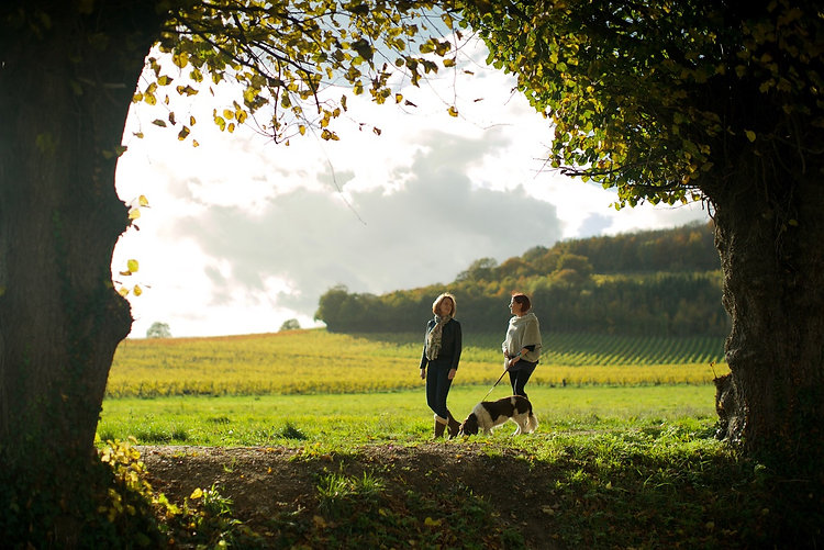 Denbies Walk Shot Through Trees.jpeg