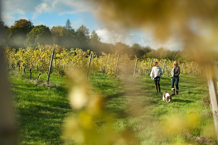 Denbies Walk Shot 2.jpeg