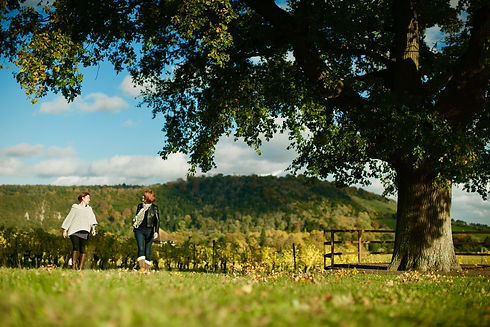 Denbies Tree Shot Wide.jpeg