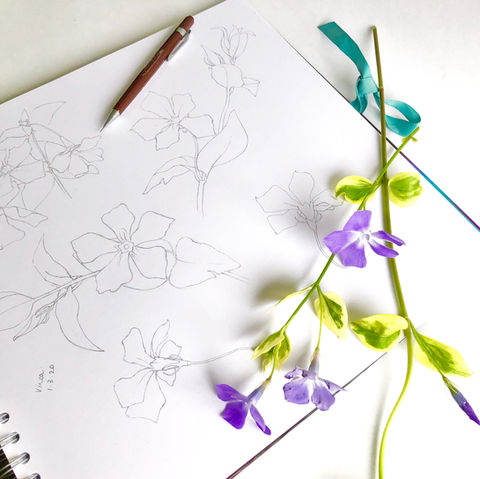 fresh purple vinca flowers and a pencil lying on a pencil sketch of vinca flowers 