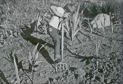 An old photo of Mark B. Witts as a child, gardening with a large pitchfork in the middle of a vegetable patch.