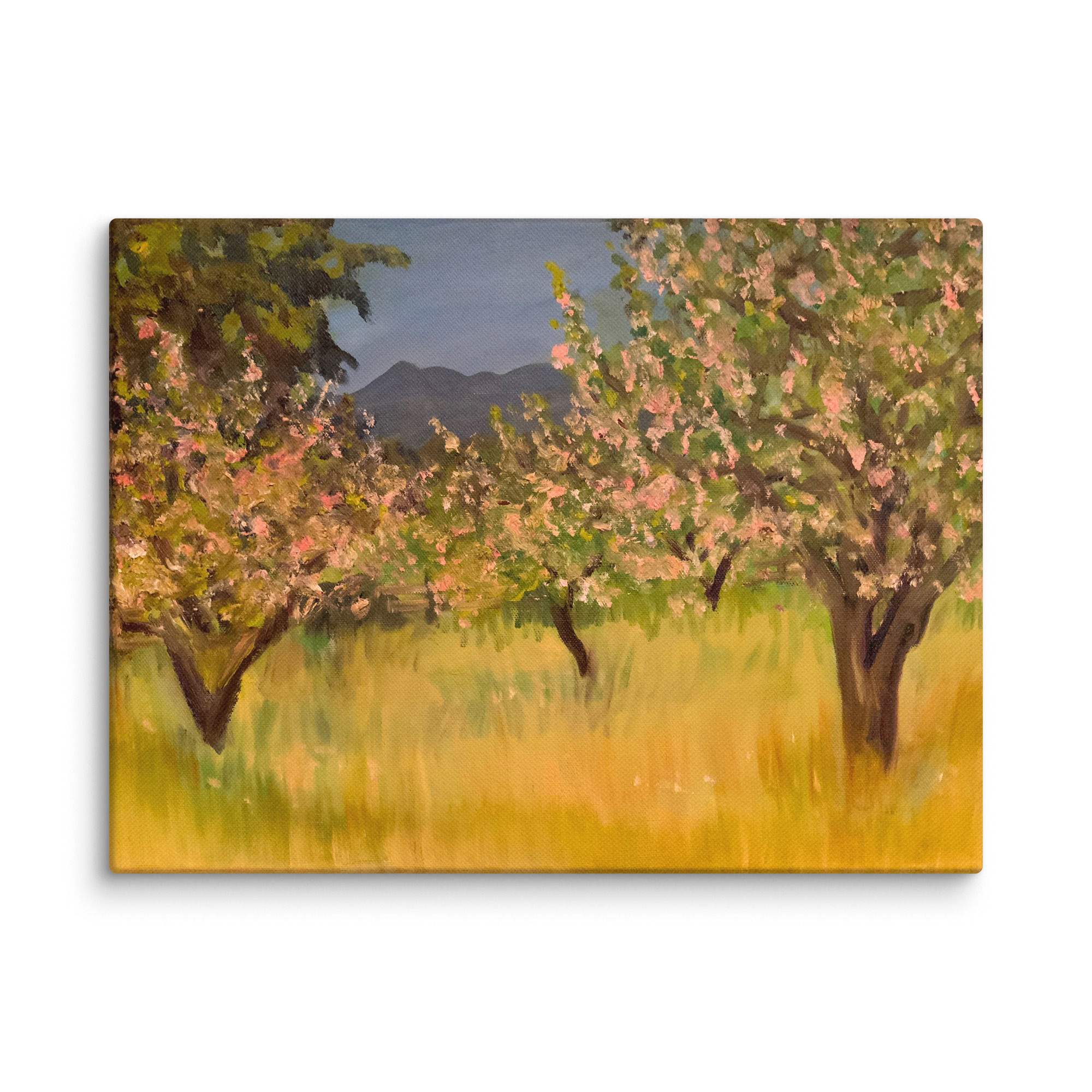 Apple Blossoms | Sonoma County California Landscape Canvas Print 9" × 12"