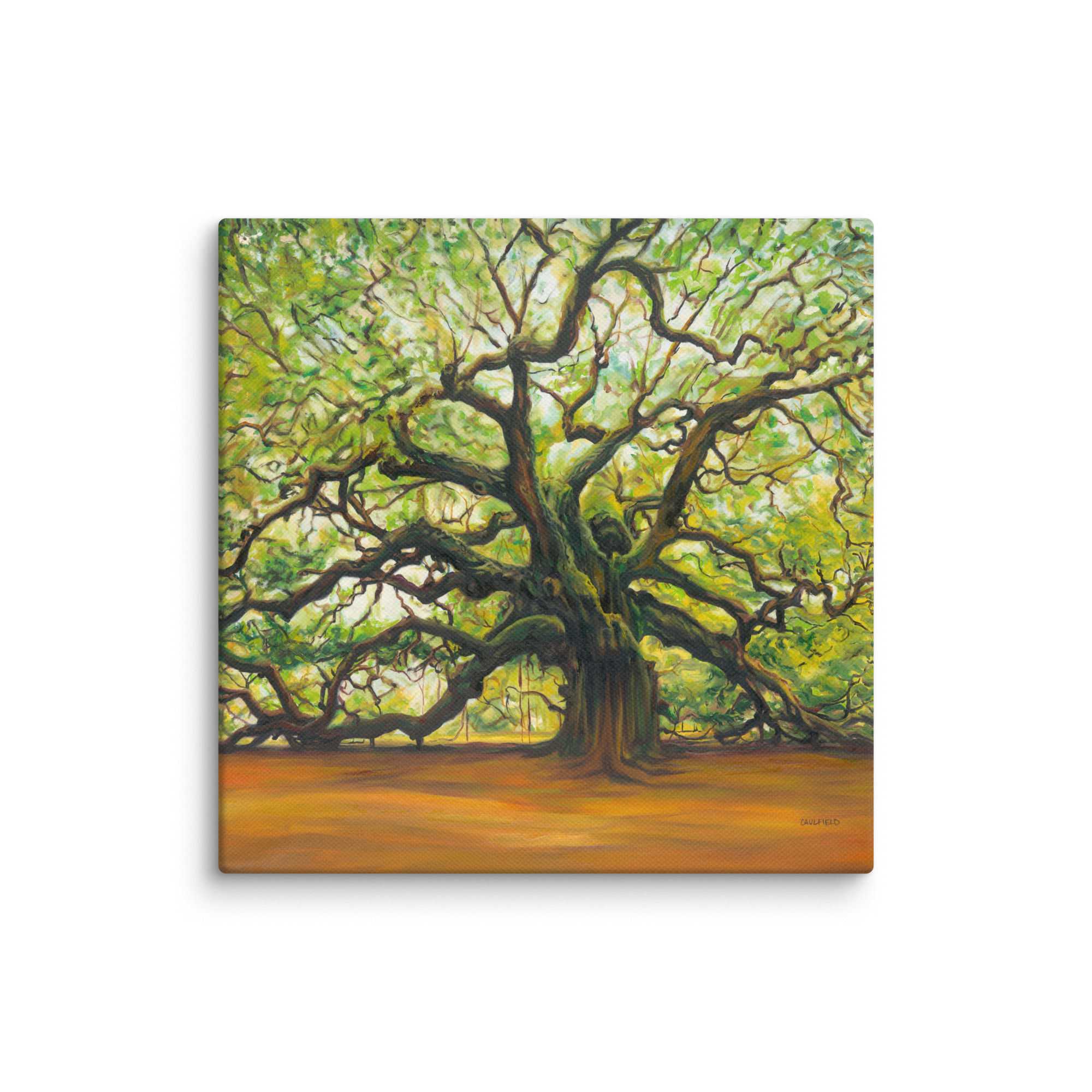 Old Angel Oak Fine Art Gallery Canvas 16" x 16"