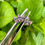 Miniatura: Piercing labret rosca interna cinco pétalos circones rosas de Titanio ASTM F136