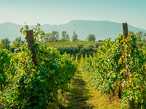 Vineyard rows on the slopes of Mount Vesuvius