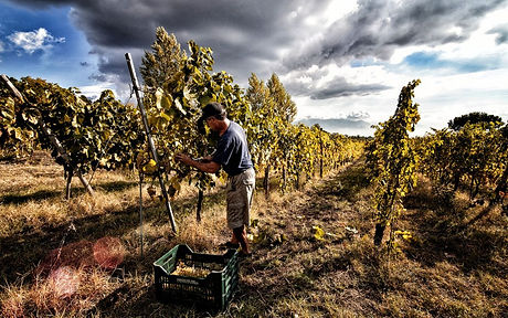 Hand harvest in the organic vineyard