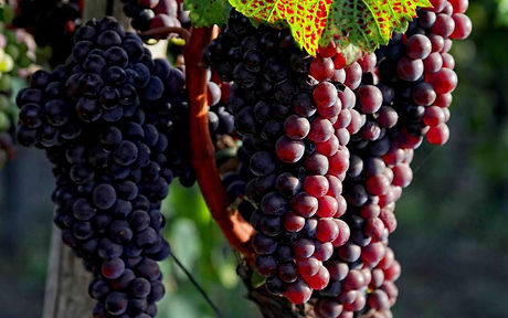 Piedirosso grapes on the vine