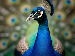 The Timeless Love of Peacocks and the Colors That Bind Them Together