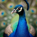 The Timeless Love of Peacocks and the Colors That Bind Them Together