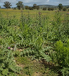 Weed spraying Commercial weed spraying Weed spraying contractor Melbourne