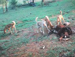 Sheep grazing on rural farm vulnerable to wild dog attacks