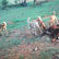 Sheep grazing on rural farm vulnerable to wild dog attacks