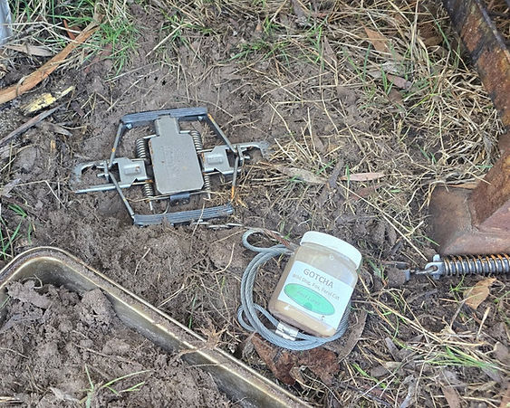 soft jaw leghold trapping Fox trapping Wild dog trapping Invasive pest trap contractor Victoria