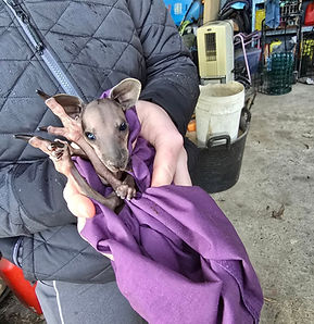 pest control melbourne for fox shooting and rabbit shooting