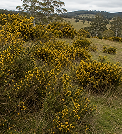 Woody weed contrl Melbourne Boxthorn management Melbourne