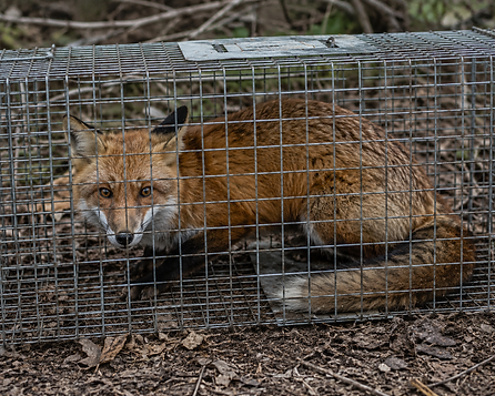 Fox trapping contractor Fox shooting Melbourne Fox controller Pest fox management