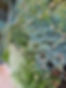 Commercial vertical gardens Victoria Melbourne