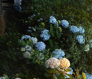 Flores com cores e formas variadas.