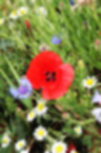 Wild flowers