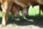 Cows