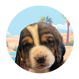 Reverse Clifford - puppies circle Faces HDH.png