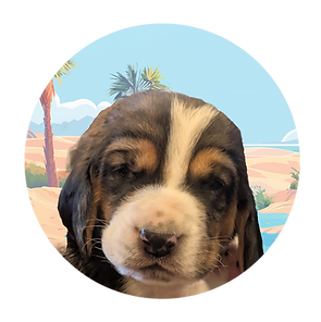 Clifford - puppies circle Faces HDH.png