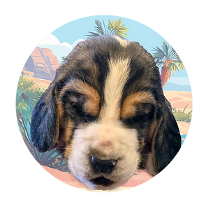 Jeff - puppies circle Faces HDH.png