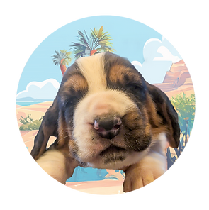 Chad - puppies circle Faces HDH.png