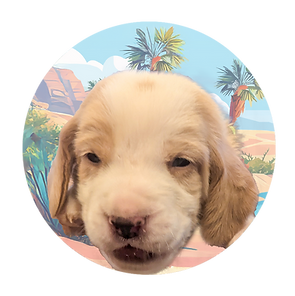 Cedric - puppies circle Faces HDH.png