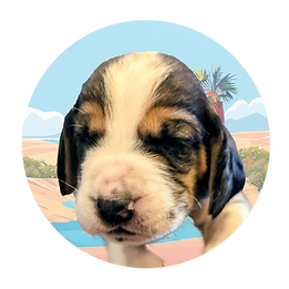 Reverse Casey - puppies circle Faces HDH.png