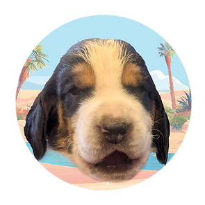 Charles - puppies circle Faces HDH.png