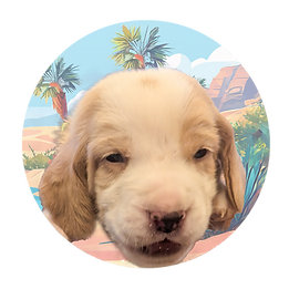 Reverse Cedric - puppies circle Faces HDH.png