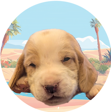 Caleb - puppies circle Faces HDH.png