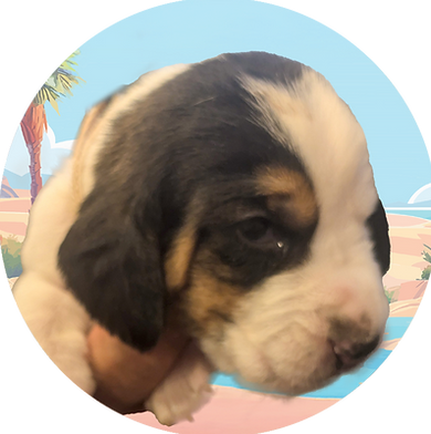 Case - puppies circle Faces HDH.png