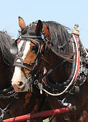 clydesdale-1106337 crop.jpg
