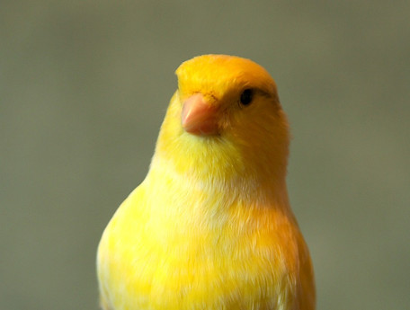 canary-6831026_1280.jpg
