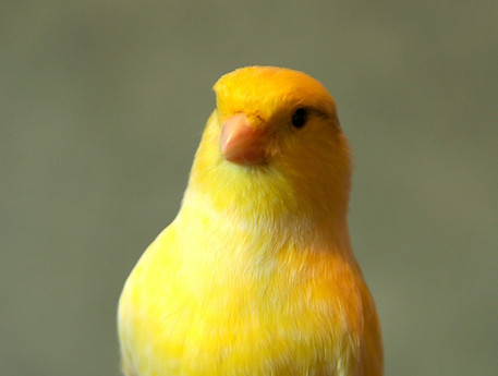 canary-6831026_1280.jpg