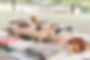 FallPicnic0008.jpg