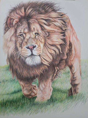 Lion Original colored pencil drawing | Dennis Guffey