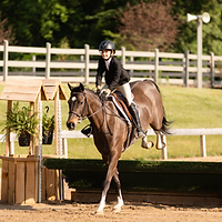 A horse jumping a fence in a hunter show ring