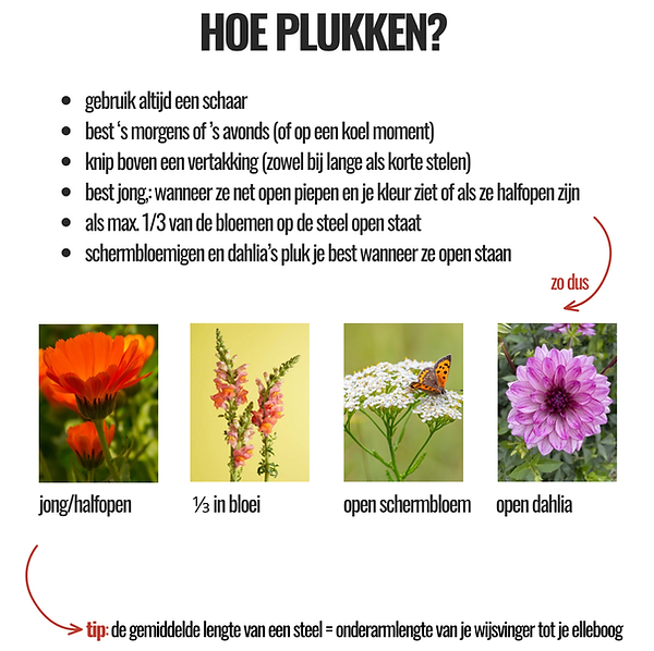 hoe plukken.png