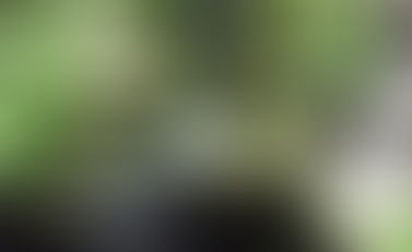 הפסקת קפה בגינה