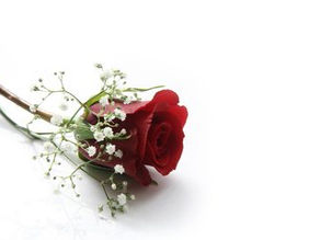 סירופ מעלי ורדים